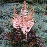 Astilbe Spotlight